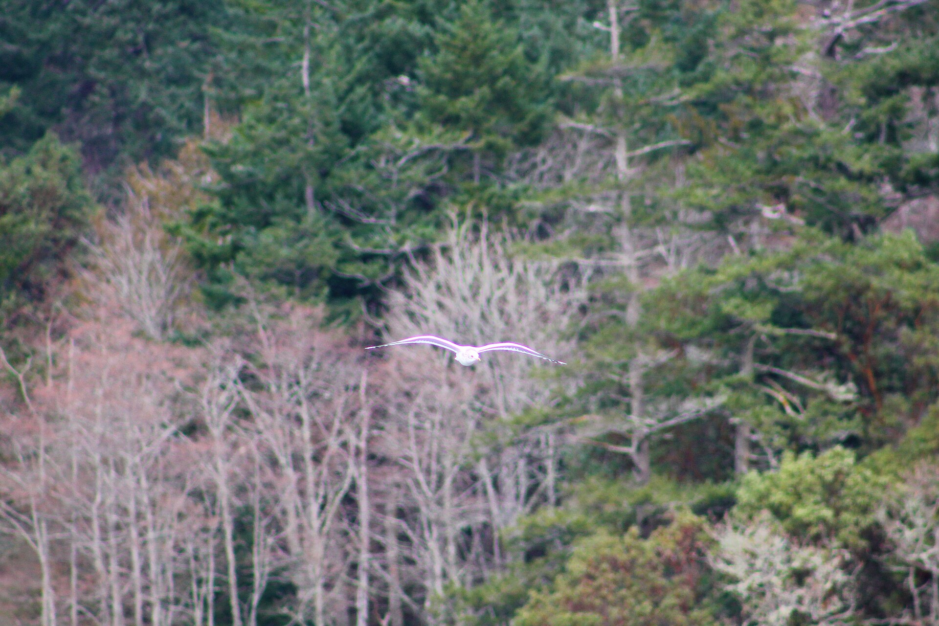 Esquimalt Lagoon Migratory Bird Sanctuary