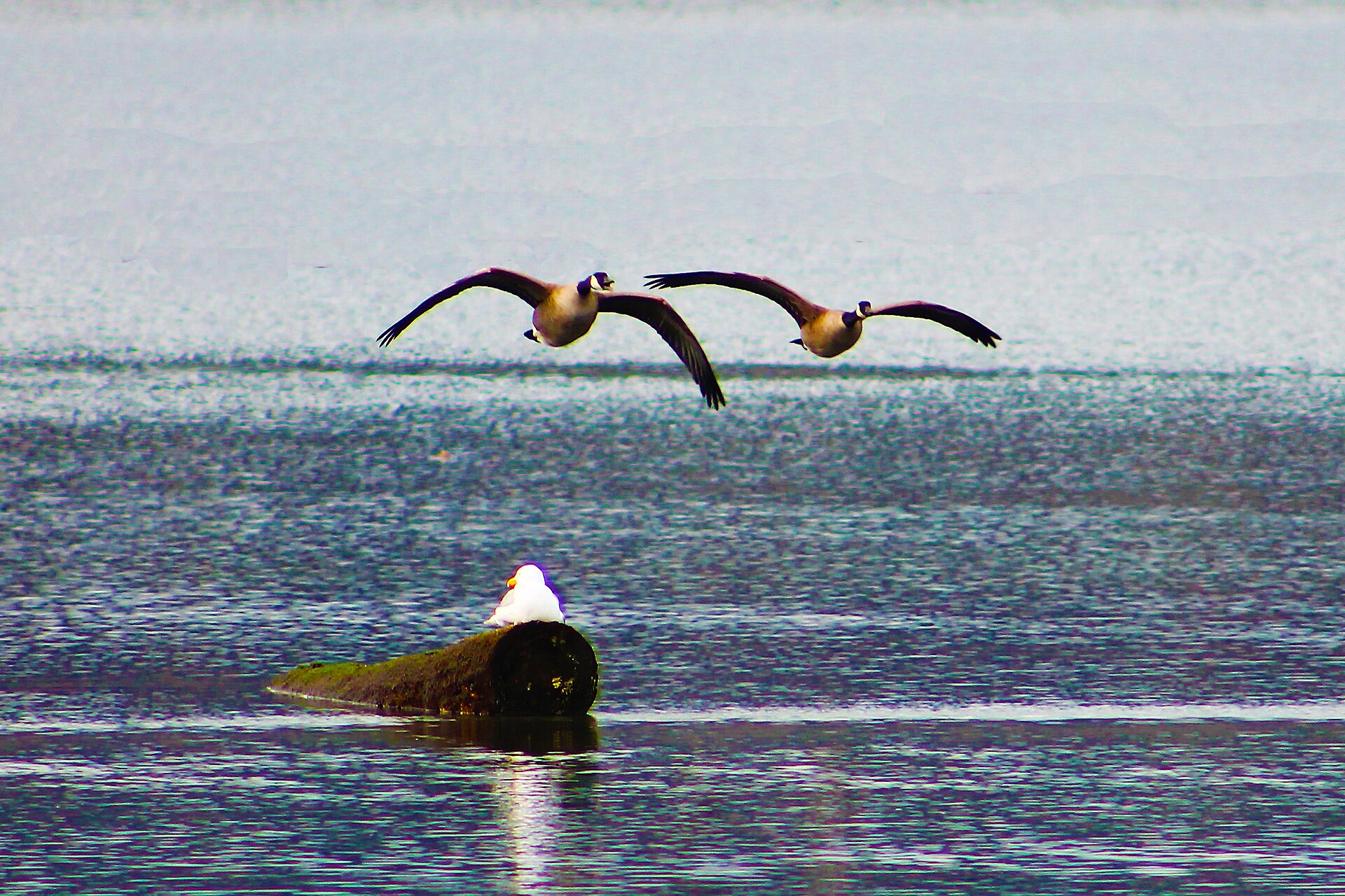 Esquimalt Lagoon Migratory Bird Sanctuary